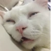 Very strange animals 12
