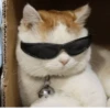 MEMES GATITOS 12