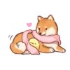 Soft and cute shiba inu 21