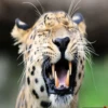 Very strange animals 13