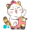 Money Cat 16