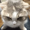 MEMES GATITOS 13