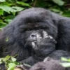 Very strange animals 14