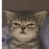 MEMES GATITOS 14