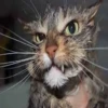 Very strange animals 15