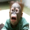 Very strange animals 16