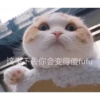 Cats? 5