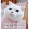 Cats? 6
