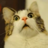 Cats? 7