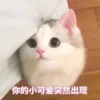 Cats? 8