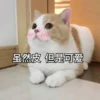 Cats? 9
