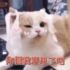 Cats? 10
