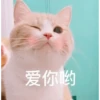 Cats? 12