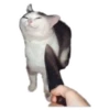 Weird cats 5