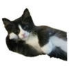 Weird cats 8