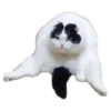 Weird cats 10