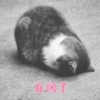 Cats? 18