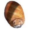 Weird cats 14
