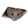 Weird cats 15