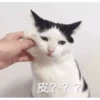 Cats? 19