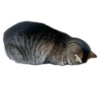 Weird cats 17
