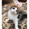Cats? 20