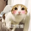 Cats? 21