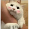 Cats? 22