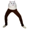 Weird cats 19