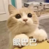 Cats? 23