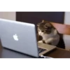 Cats? 24