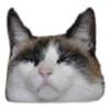 Weird cats 23