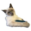 Weird cats 24