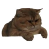Weird cats 25