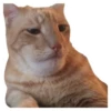 Weird cats 26