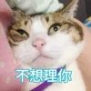 Cats? 27
