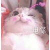 Cats? 28
