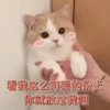 Cats? 29