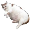 Weird cats 28