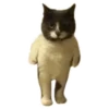 Weird cats 29