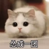 Cats? 30