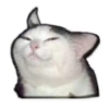 Rare cats 5
