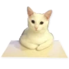 Rare cats 6
