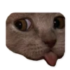 Rare cats 7