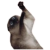 Rare cats 8