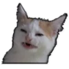 Rare cats 9