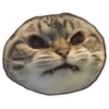Rare cats 10