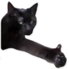 Rare cats 12