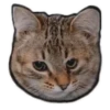 Rare cats 13