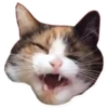Rare cats 14